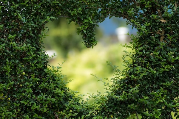 Heart cut into hedge